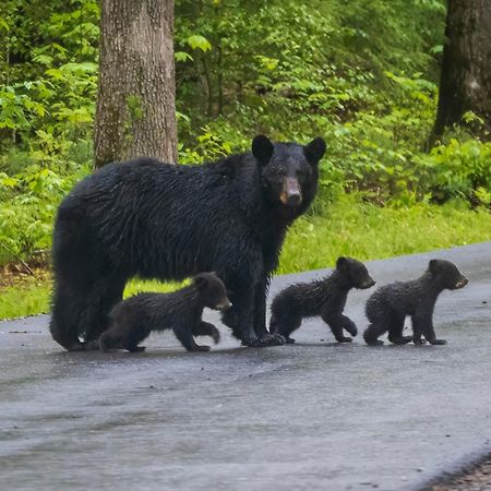 Apple Valley Hideaway, 1089 Of Free Attraction Tickets For Each Paid Day, Dollywood And More! Pigeon Forge Buitenkant foto